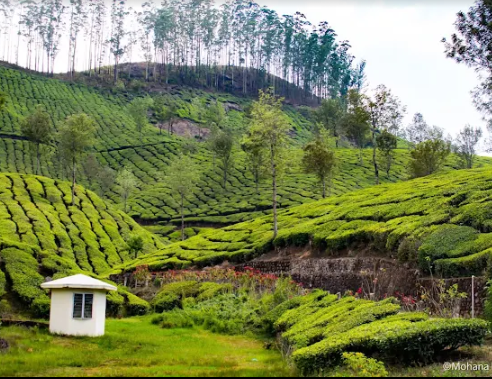 Tours to Kerala ( Munnar )