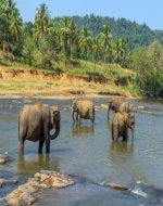 Tours to Sri Lanka