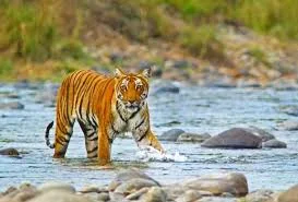 Tours to Jim Corbett